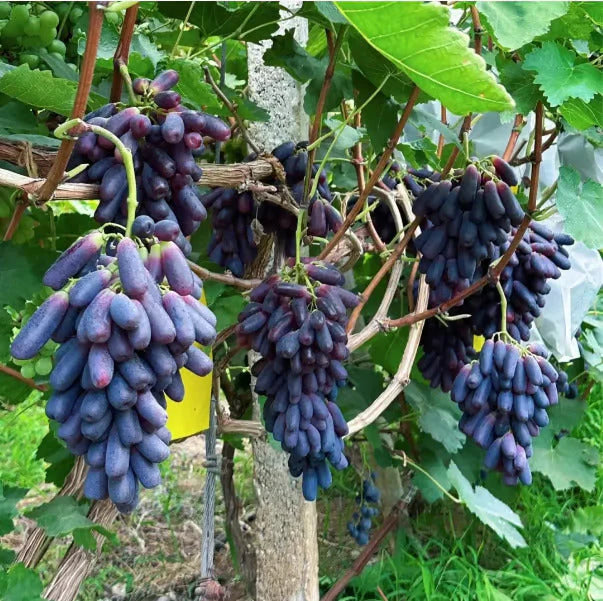Sapphire Grapes Seeds