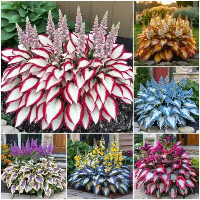 Rare Multicolor Hosta Seeds + 100 Grams Organic Potmix Free