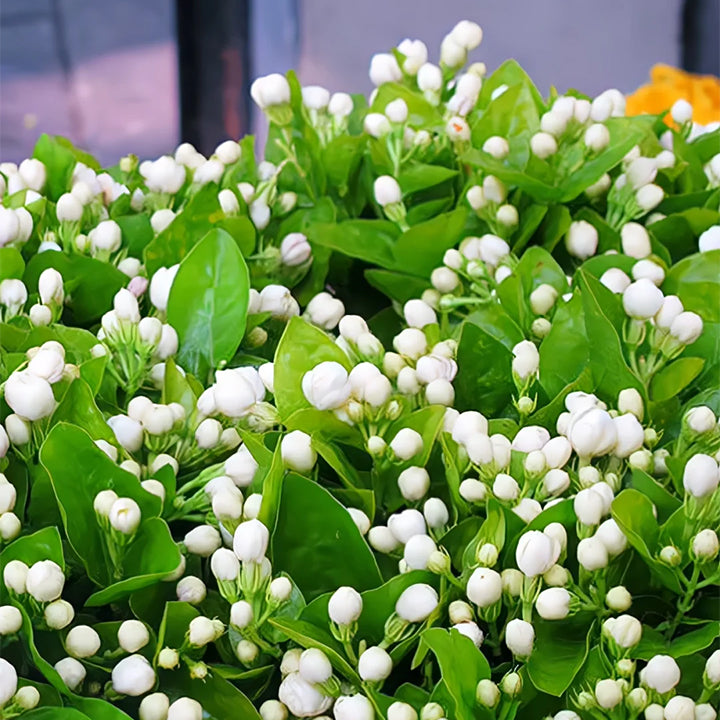 Hanging Jasmine Flower Seeds