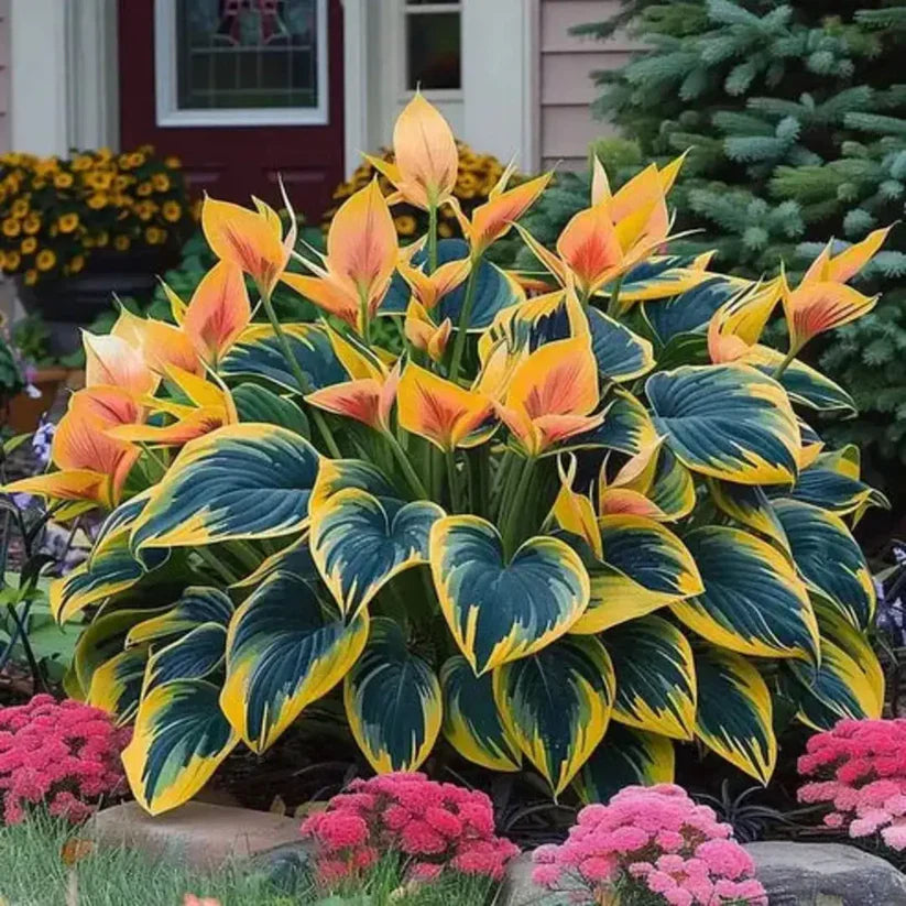 Rare Multicolor Hosta Seeds + 100 Grams Organic Potmix Free