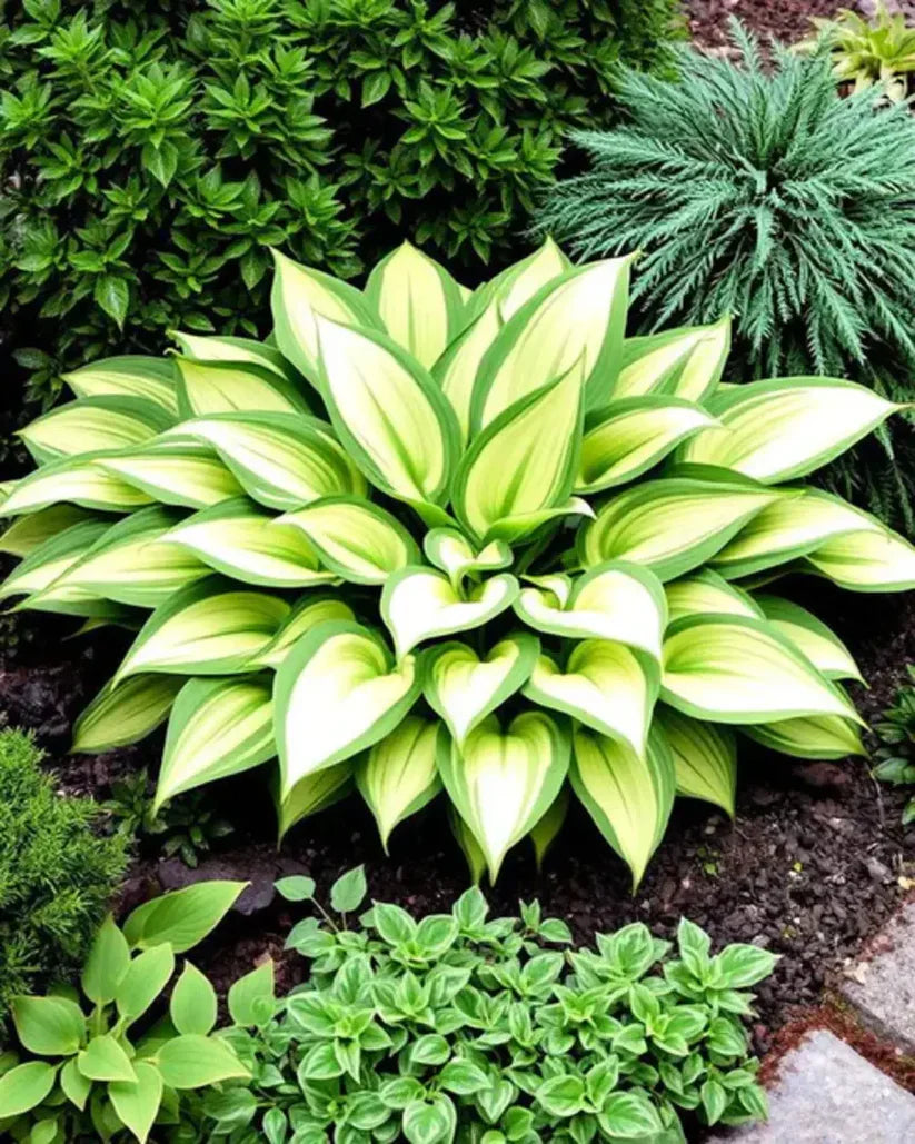 Rare Multicolor Hosta Seeds + 100 Grams Organic Potmix Free