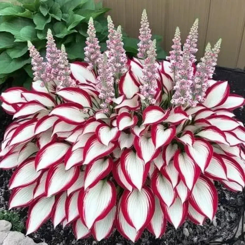 Rare Multicolor Hosta Seeds + 100 Grams Organic Potmix Free