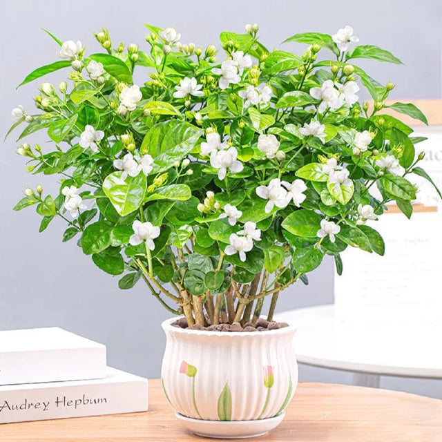 Hanging Jasmine Flower Seeds